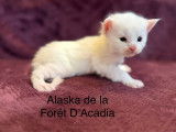 3 chatons Maine Coons LOOF n&eacute;s en d&eacute;cembre 2025 disponibles &agrave; la r&eacute;servation
