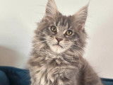 R&eacute;servation ouverte pour 1 chaton Maine Coon LOOF femelle bleue, n&eacute;e en septembre 2025