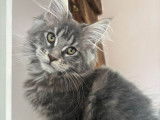 R&eacute;servation ouverte pour 1 chaton Maine Coon LOOF femelle bleue, n&eacute;e en septembre 2025