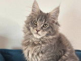 R&eacute;servation ouverte pour 1 chaton Maine Coon LOOF femelle bleue, n&eacute;e en septembre 2025