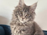 R&eacute;servation ouverte pour 1 chaton Maine Coon LOOF femelle bleue, n&eacute;e en septembre 2025
