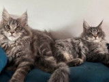 R&eacute;servation ouverte pour 1 chaton Maine Coon LOOF femelle bleue, n&eacute;e en septembre 2025