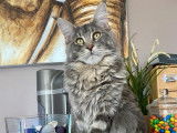 1 chatte Maine Coon LOOF n&eacute;e en 2019 &agrave; vendre