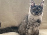Chatonne Maine Coon &agrave; vendre