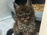4 chatons Maine Coons &agrave; vendre LOOF n&eacute;s en octobre 2025 &agrave; vendre