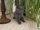 1 chaton femelle Chartreux LOOF à vendre, gris bleu, né en octobre 2025