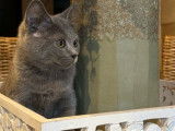 1 chaton femelle Chartreux LOOF à vendre, gris bleu, né en octobre 2025