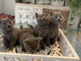 1 chaton femelle Chartreux LOOF à vendre, gris bleu, né en octobre 2025