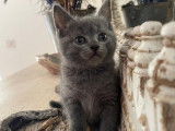 1 chaton femelle Chartreux LOOF à vendre, gris bleu, né en octobre 2025