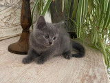 1 chaton femelle Chartreux LOOF à vendre, gris bleu, né en octobre 2025