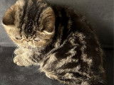 1 chaton mâle Exotic Shorthair LOOF, crème, de juillet 2025 disponible à la vente