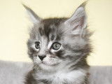 M&acirc;le black Silver mackerel tabby