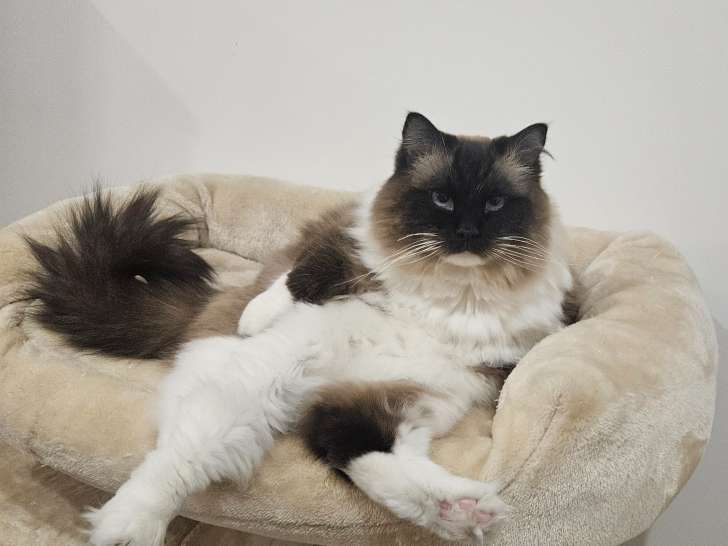 Chat Ragdoll à vendre