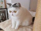 Chatte Exotic Shorthair &agrave; vendre
