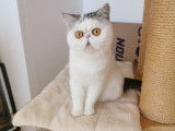 Chatte Exotic Shorthair &agrave; vendre