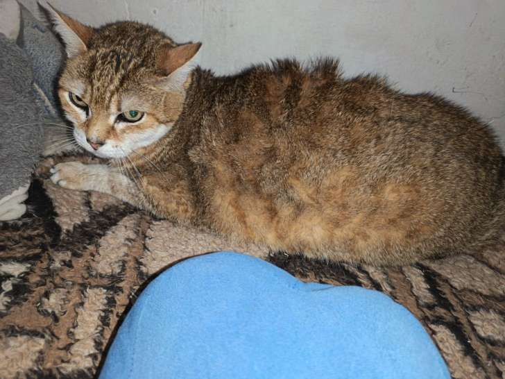 Pour plus de photos, merci de nous contacter en message privé