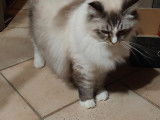 Chat Ragdoll à vendre