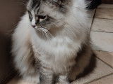 Chat Ragdoll à vendre
