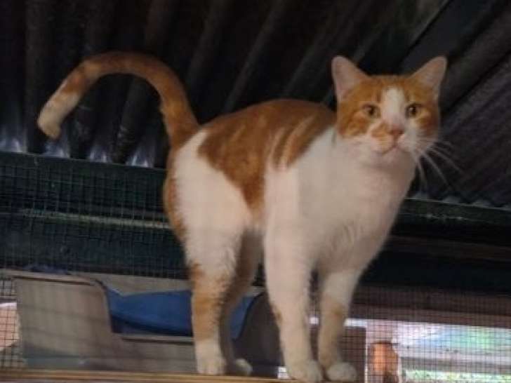 Aperol, chat blanc et roux à adopter en association