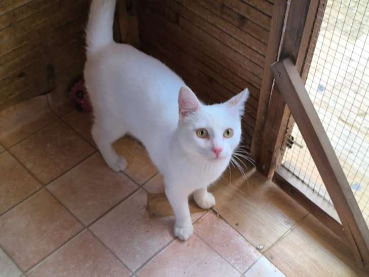 Copita, jeune chat blanc à adopter en association