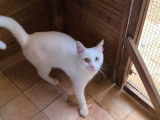 Copita, jeune chat blanc à adopter en association