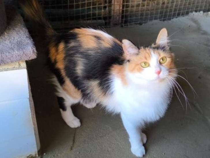 Juanita, chatte calico à adopter en association