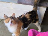 Juanita, chatte calico à adopter en association