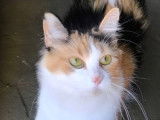 Juanita, chatte calico à adopter en association