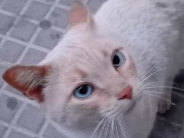 Kasper, chat aux yeux bleus à adopter en association