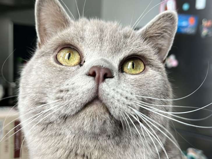 Mâle British Shorthair disponible pour saillie