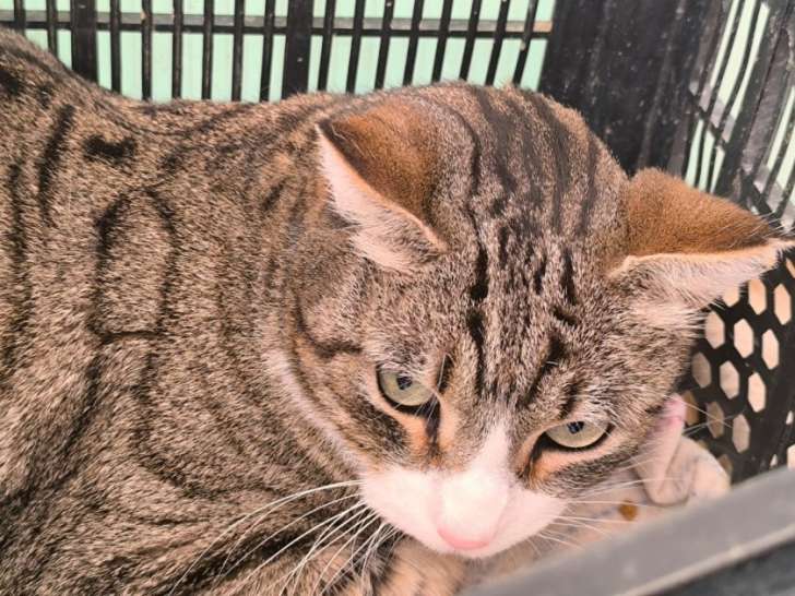 Lilo, gentil chat tigré et blanc à adopter en association