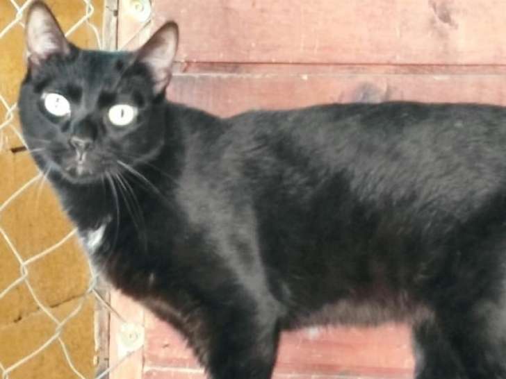 Noche, chatte noire à adopter en association