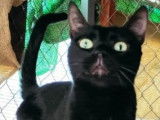 Noche, chatte noire à adopter en association