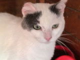 Risto, jeune chat à adopter en association
