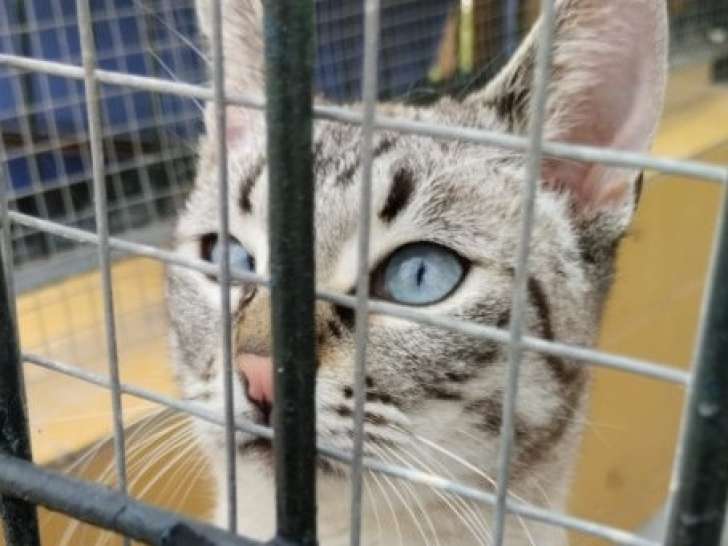 Sim, chat à adopter en association