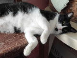 Tokyo, chatte noir et blanc à adopter en association