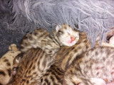 Chatons Bengal avec pedigree à vendre