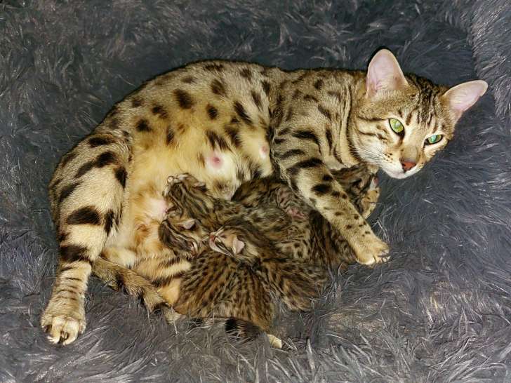 Chatons Bengal avec pedigree à vendre