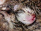 Chatons Bengal avec pedigree à vendre