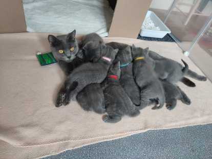 Chatonnes Chartreux LOOF à réserver