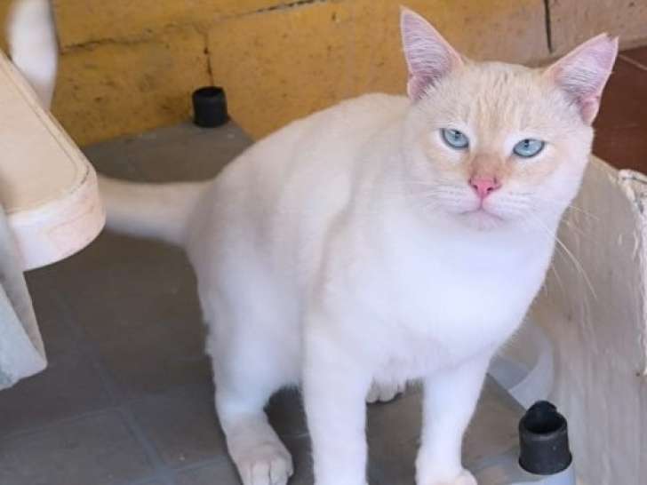 Chat de type Siamois red point à adopter en association