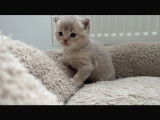 Chatons de race British Shorthair à vendre (3 femelles & 2 mâles)