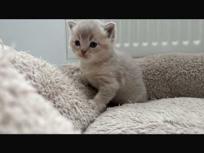Chatons de race British Shorthair à vendre (3 femelles & 2 mâles)