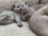 Chatons de race British Shorthair à vendre (3 femelles & 2 mâles)