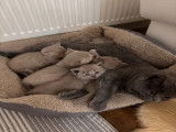 Chatons de race British Shorthair à vendre (3 femelles & 2 mâles)