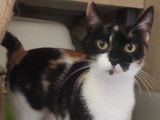 Milka, jeune chatte à adopter en association