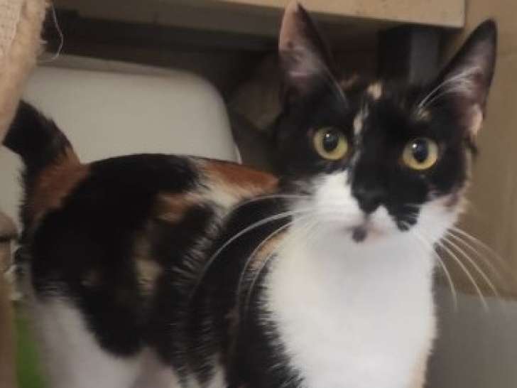 Milka, jeune chatte à adopter en association