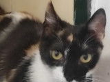 Milka, jeune chatte à adopter en association
