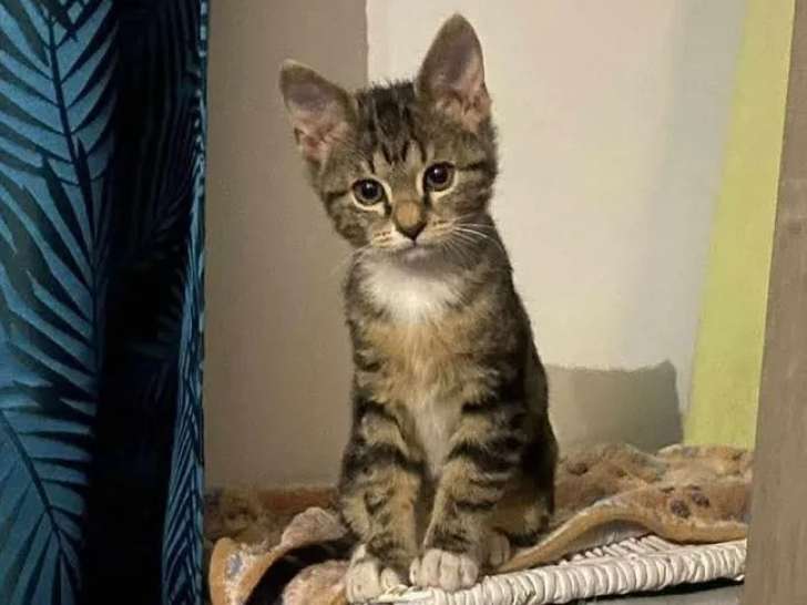 Chaton femelle de 4 mois prêt pour l’adoption