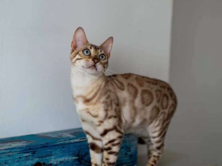 Chatte Bengal à vendre